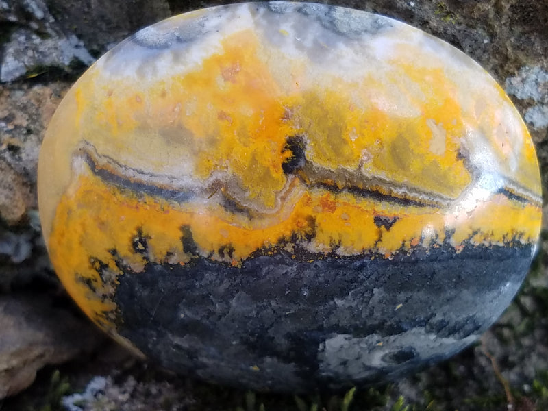 Bumble Bee Jasper